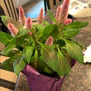 Meet your Posher, Candace